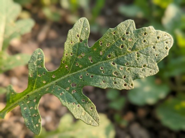 Close-up of a rocket leaf peppered with small round flea beetle shot holes in warm light